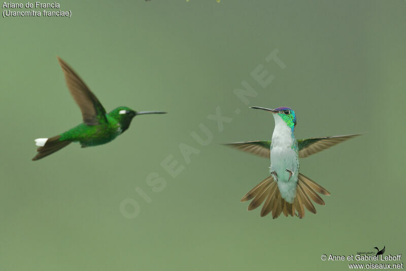 Andean Emerald male