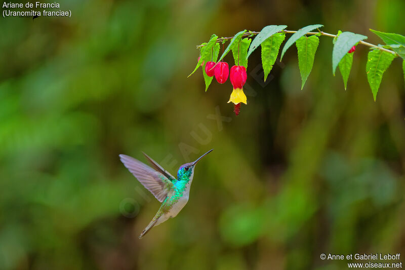 Andean Emerald male adult