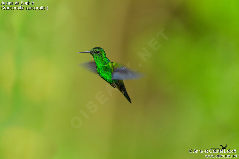 Steely-vented Hummingbird male adult