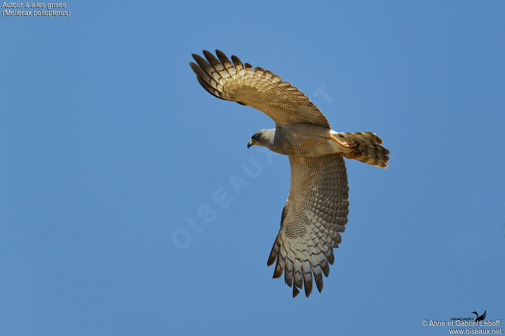 Autour à ailes grises