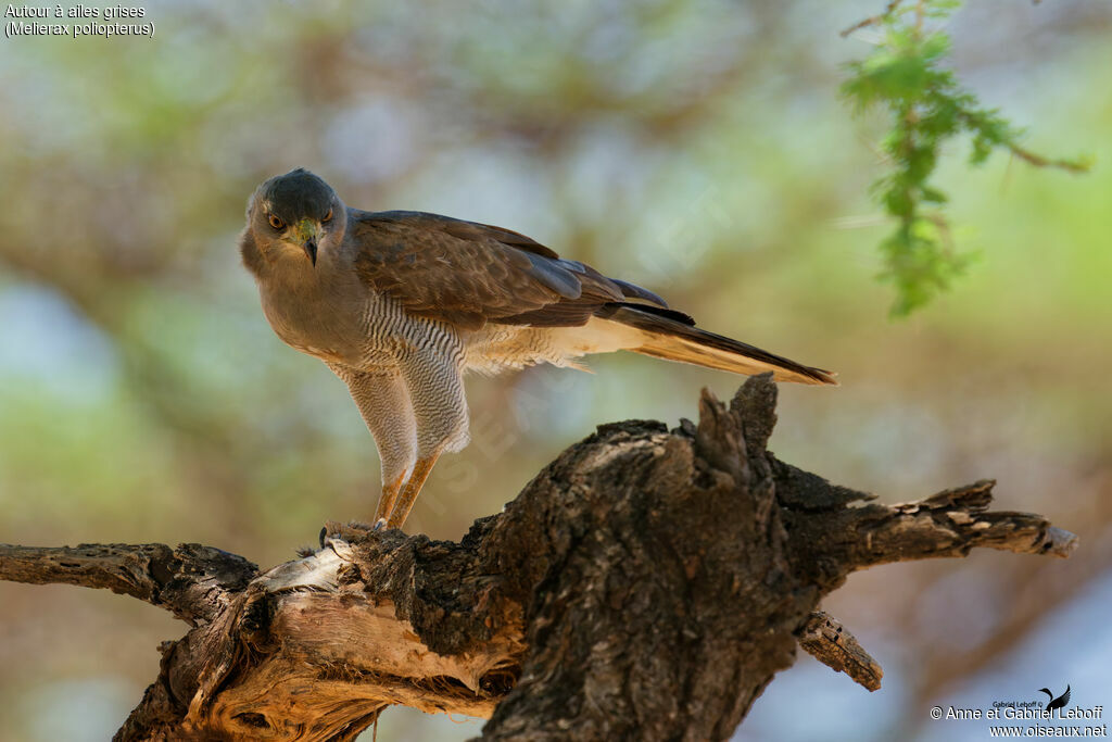 Autour à ailes grises, mange