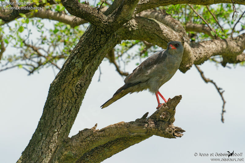 Dark Chanting Goshawkadult