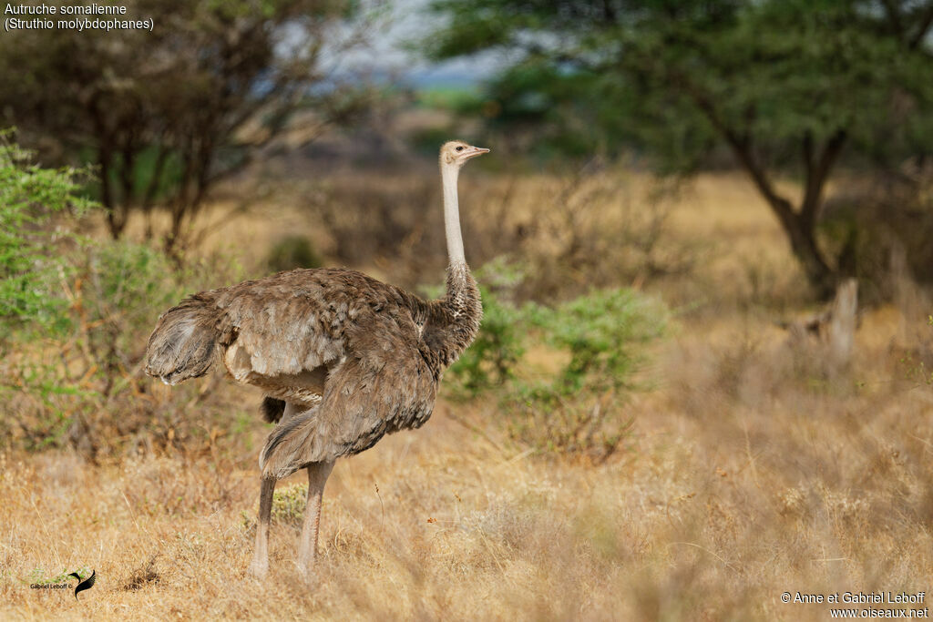 Somali Ostrich
