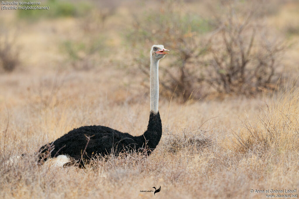 Somali Ostrich
