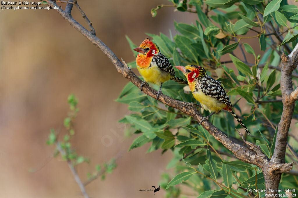 Barbican à tête rougeadulte