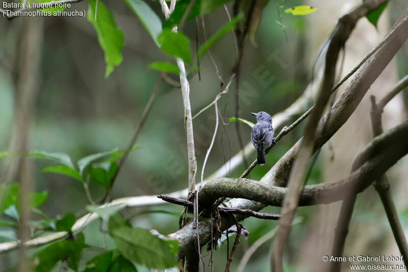 Black-crowned Antshrike male adult