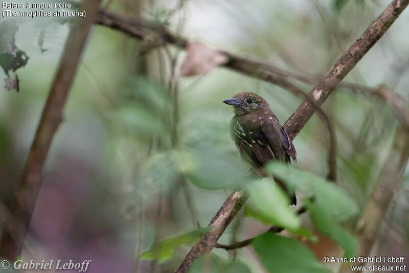 Black-crowned Antshrike female adult