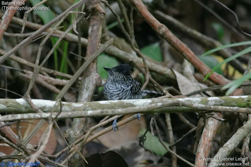 Barred Antshrike male adult