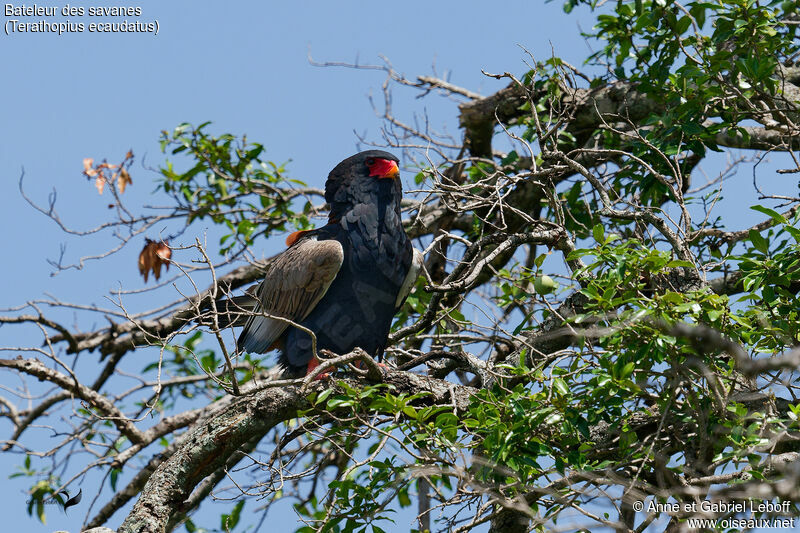 Bateleur des savanesadulte