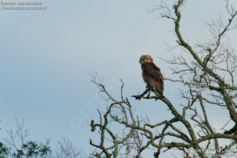 Bateleur des savanesjuvénile