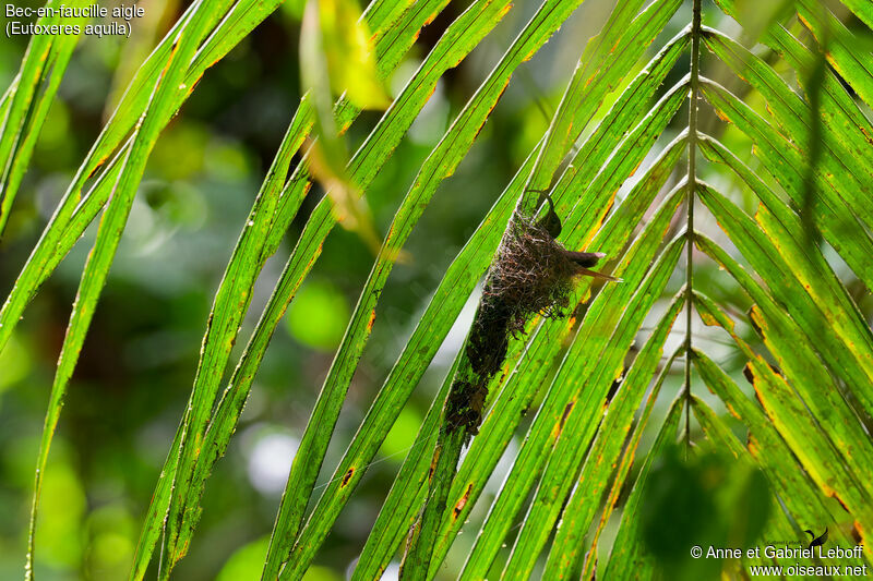 White-tipped Sicklebill, Reproduction-nesting