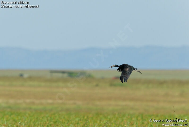 African Openbill, Flight