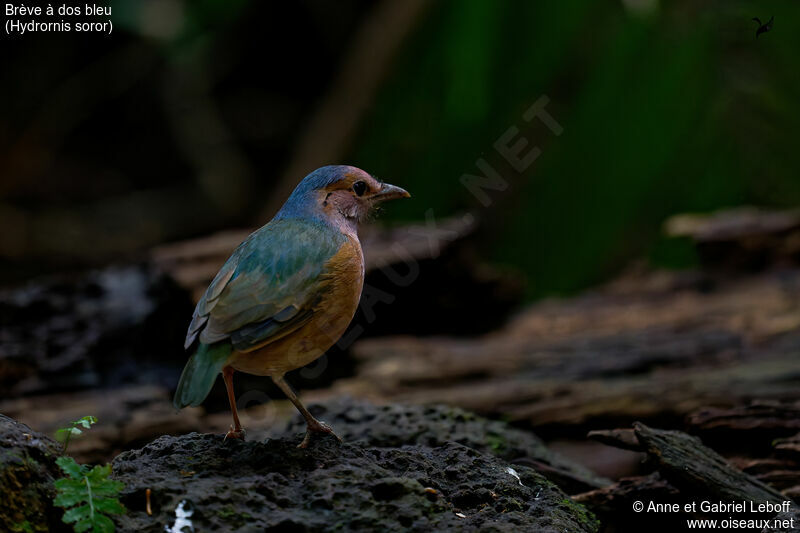 Blue-rumped Pitta male adult