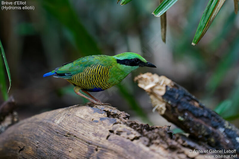 Bar-bellied Pitta