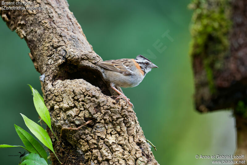 Rufous-collared Sparrow