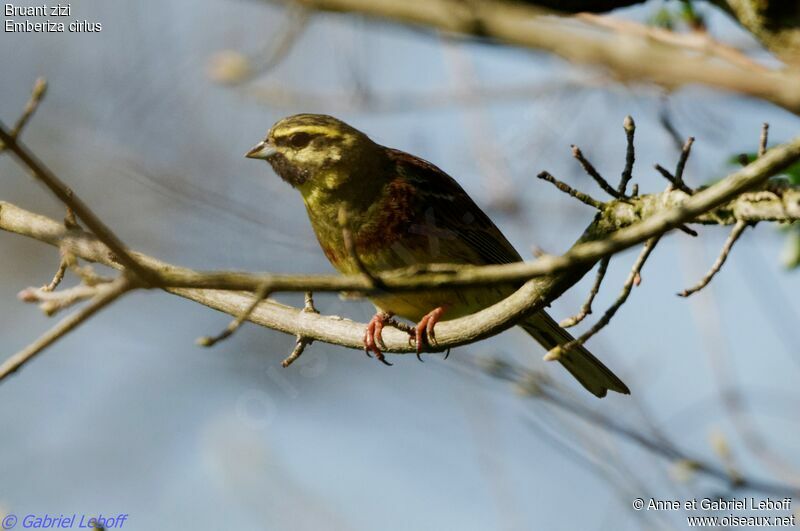 Cirl Bunting male