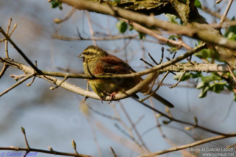 Cirl Bunting male