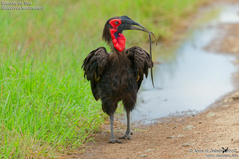 Southern Ground Hornbilladult, fishing/hunting