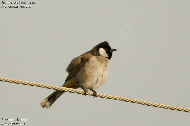 White-eared Bulbul