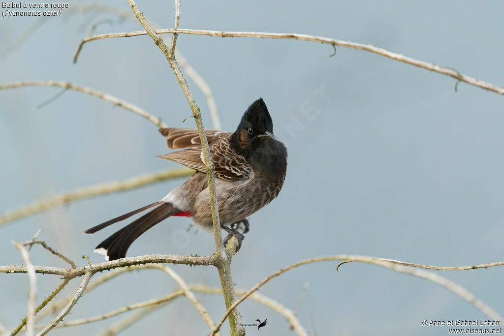 Bulbul à ventre rouge