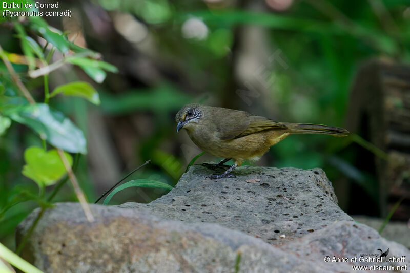 Streak-eared Bulbul