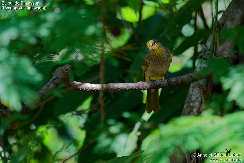 Bulbul de Finlayson