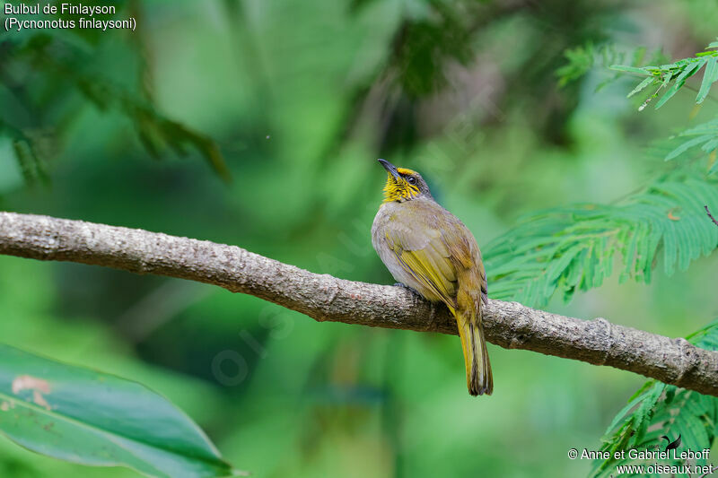 Stripe-throated Bulbuladult