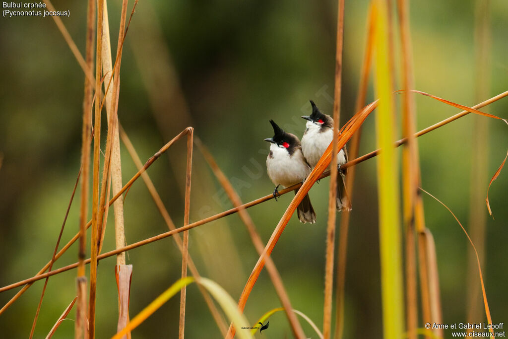Bulbul orphéeadulte
