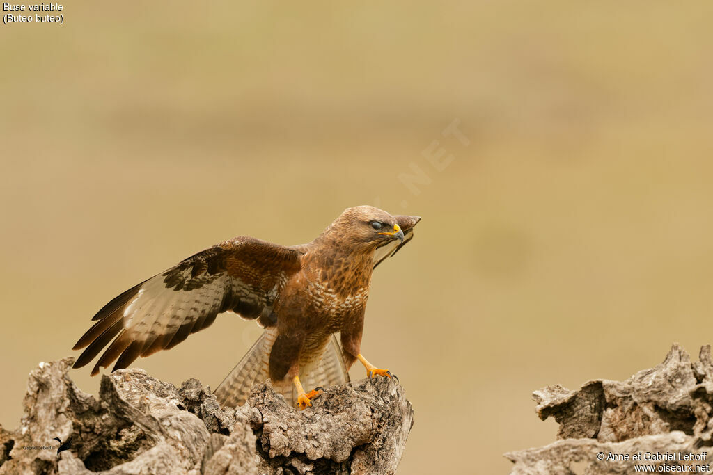 Buse variable