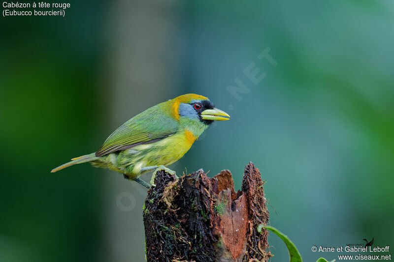 Red-headed Barbet female