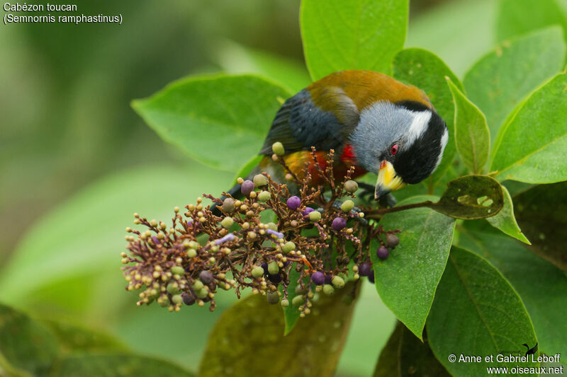 Cabézon toucan