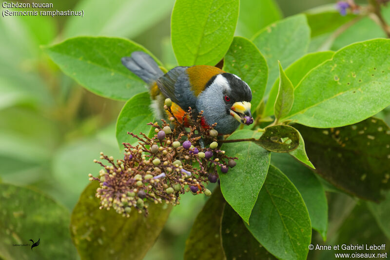 Cabézon toucan