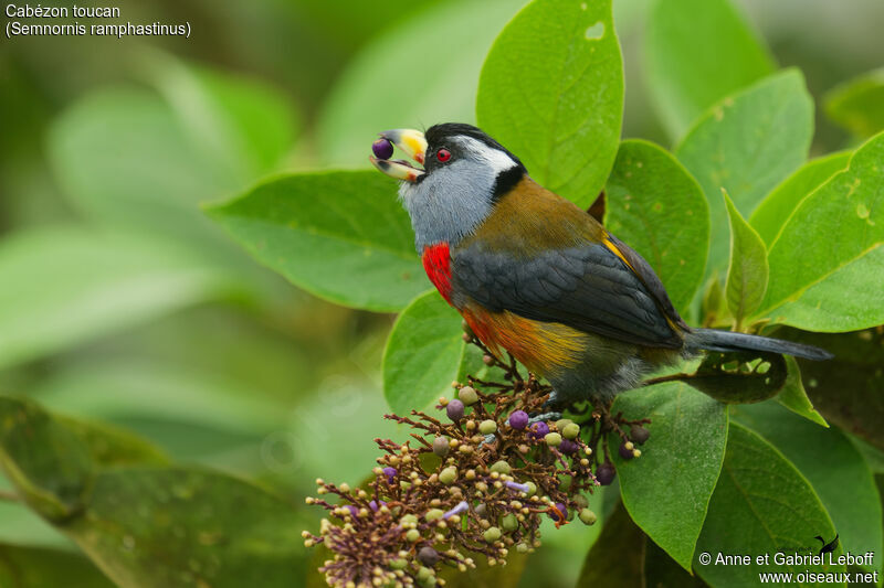 Toucan Barbet