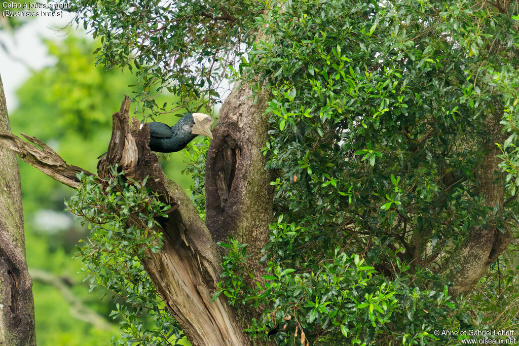 Calao à joues argent