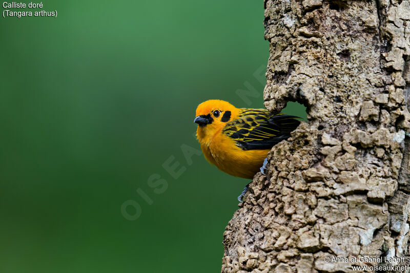 Golden Tanager