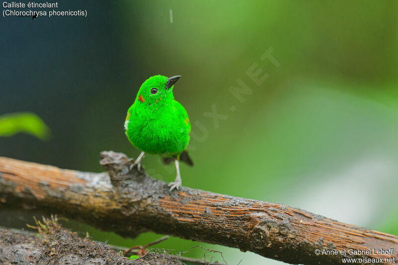 Glistening-green Tanageradult