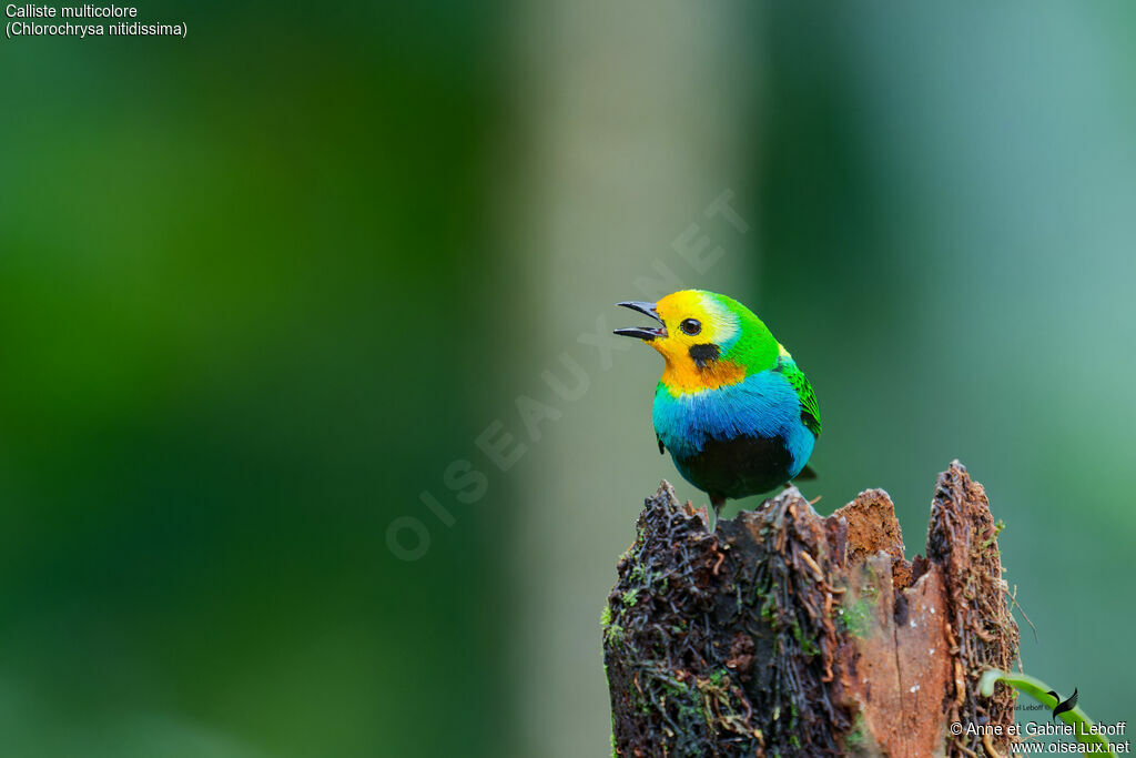 Multicolored Tanager