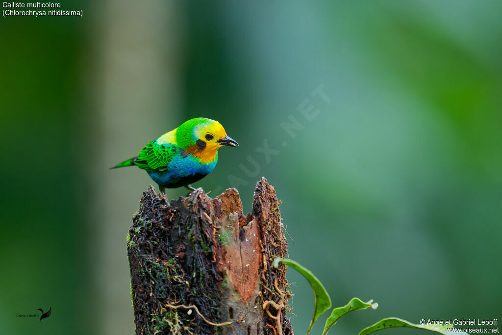 Multicolored Tanager male