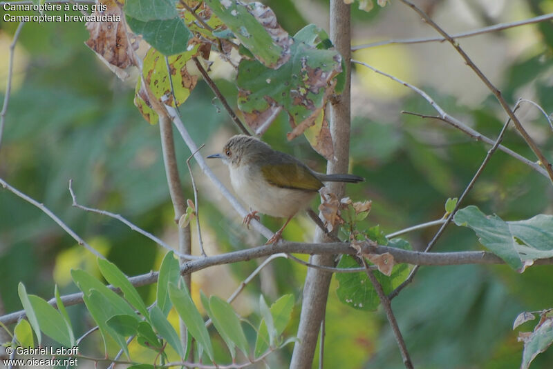 Grey-backed Camaroptera