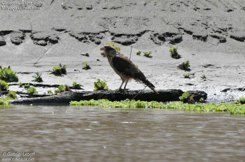 Caracara à tête jaune