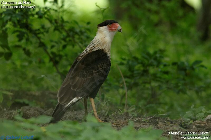 Crested Caracara (cheriway)adult