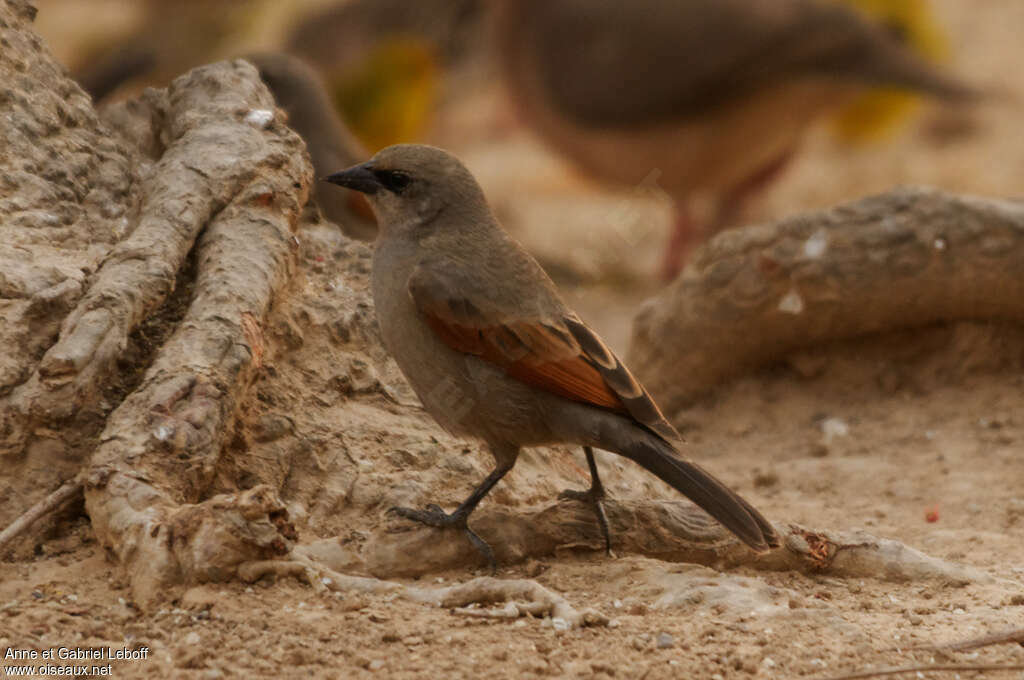 Greyish Baywing