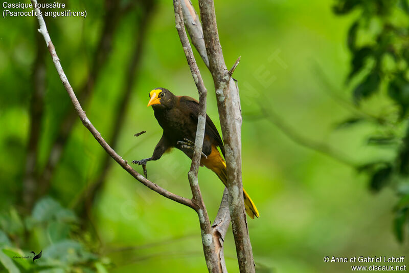 Russet-backed Oropendola