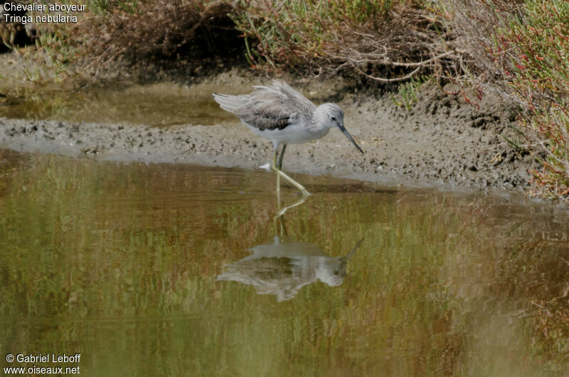 Common Greenshank