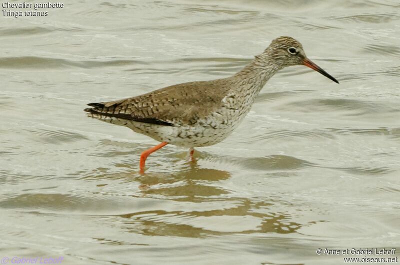 Common Redshank