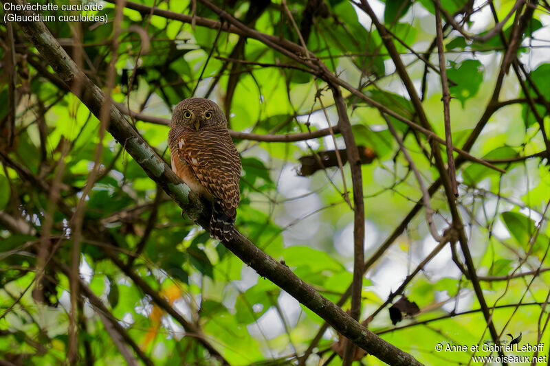 Asian Barred Owlet