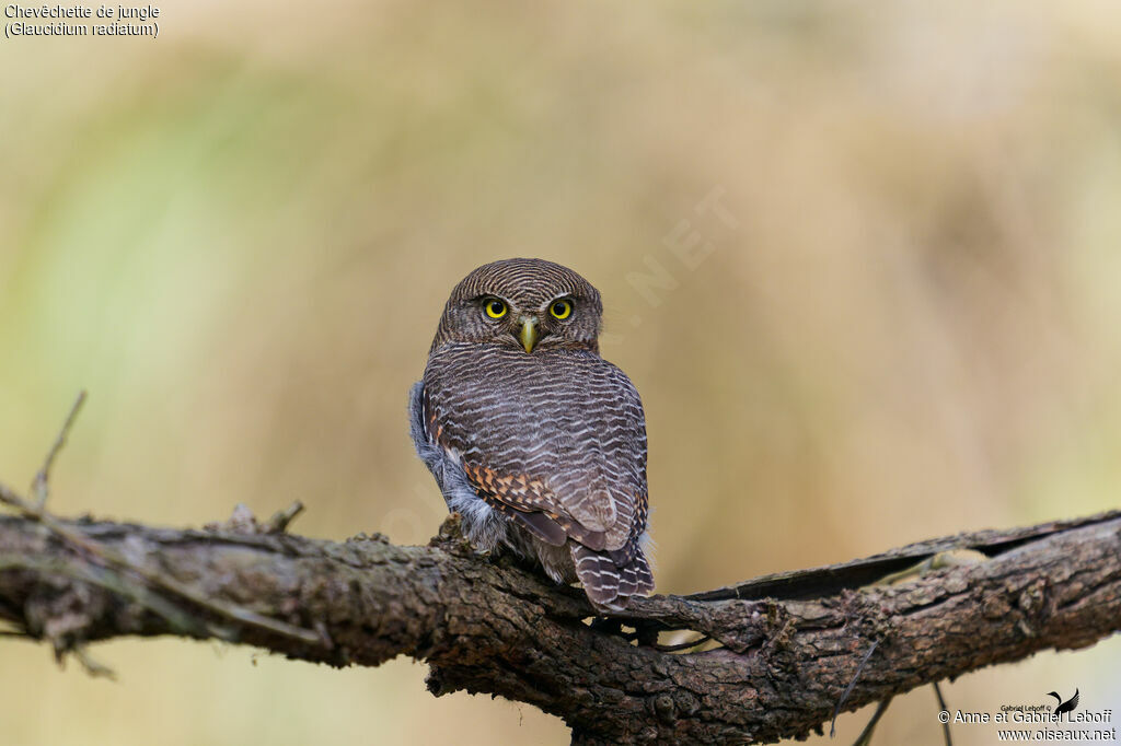 Chevêchette de jungleimmature
