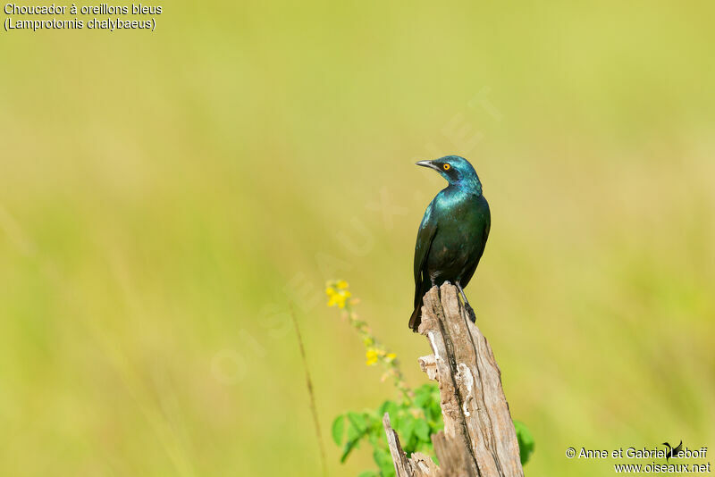 Greater Blue-eared Starlingadult