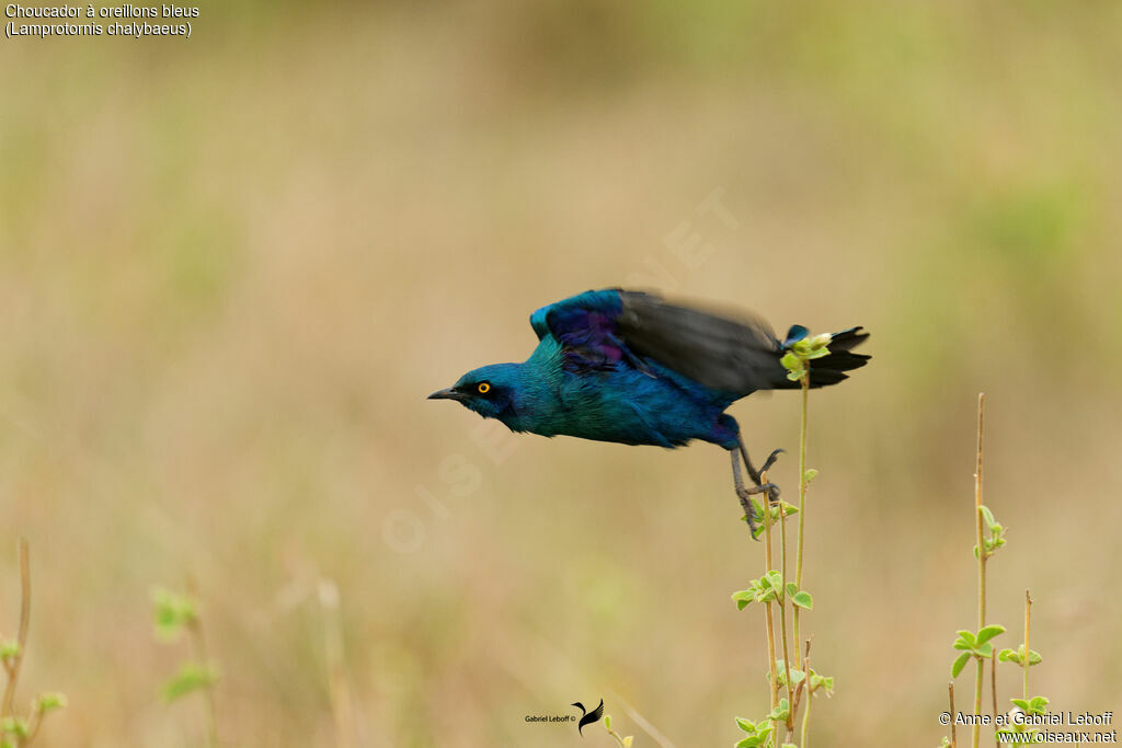 Choucador à oreillons bleus