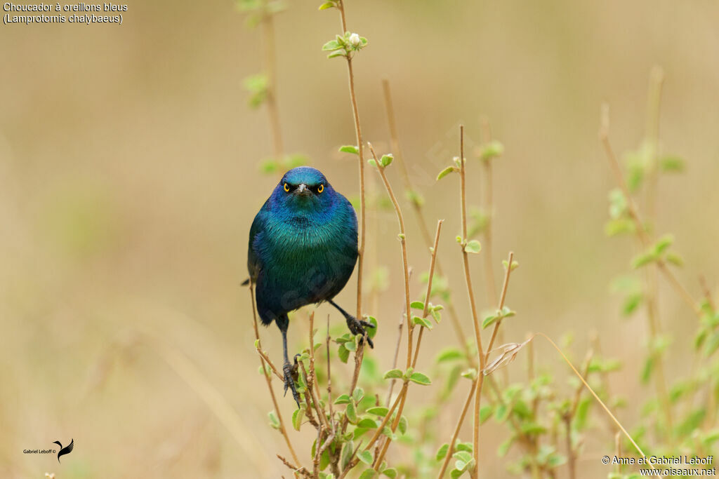 Choucador à oreillons bleus